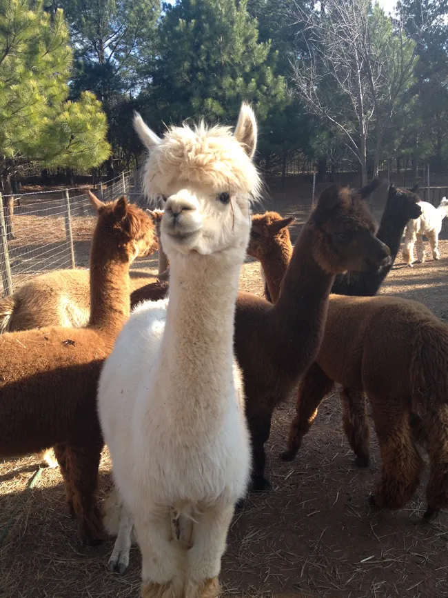 alpaca attacka