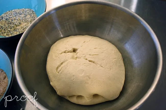 bagel dough, after about an hour