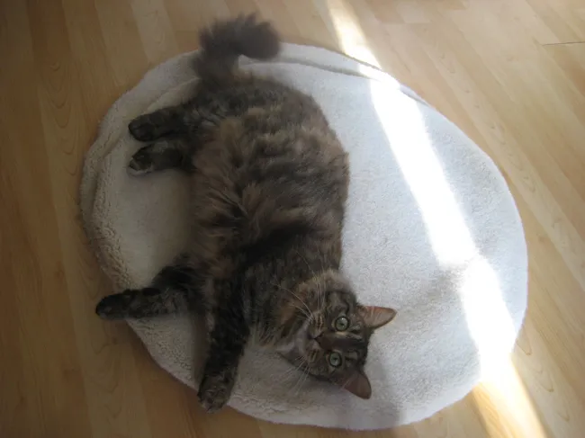 chloe the cat