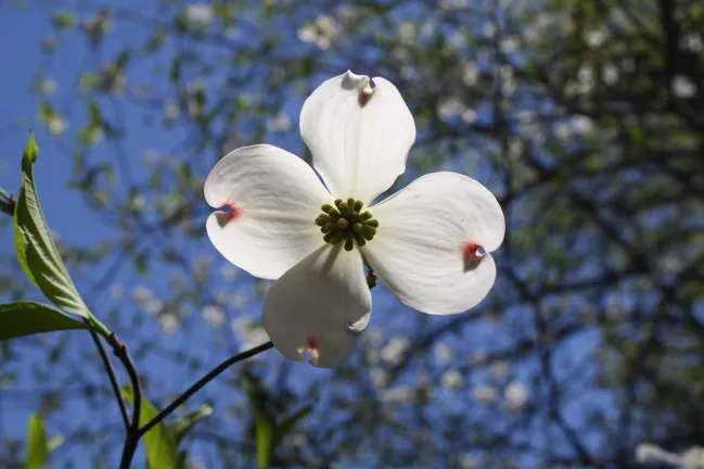 dogwood