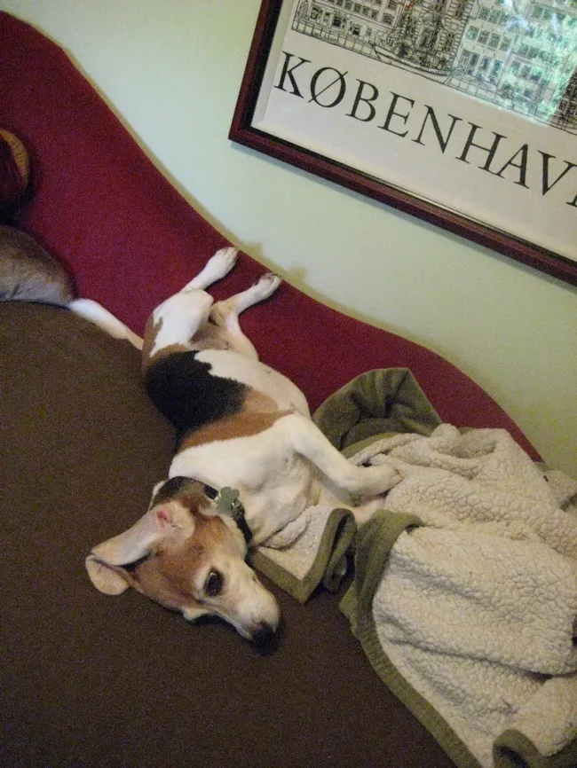 lucy the beaglemonster